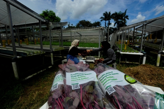 Kiprah Petani Milenial Berkebun Hidroponik di Depok