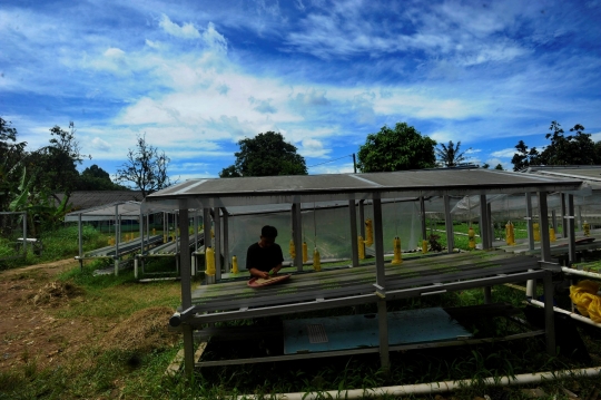 Kiprah Petani Milenial Berkebun Hidroponik di Depok