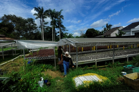 Kiprah Petani Milenial Berkebun Hidroponik di Depok