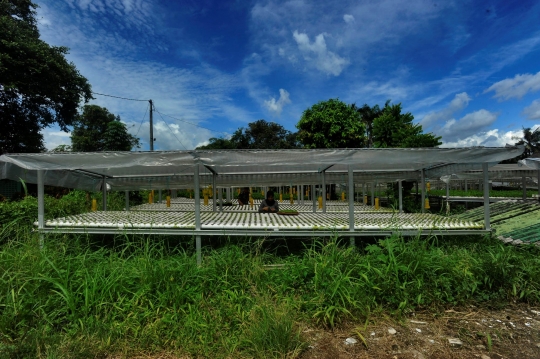 Kiprah Petani Milenial Berkebun Hidroponik di Depok