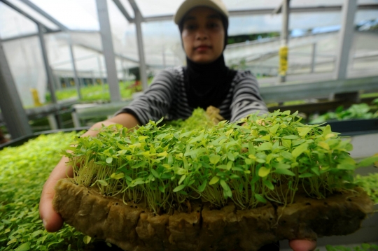 Kiprah Petani Milenial Berkebun Hidroponik di Depok