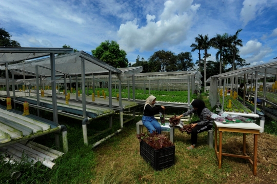 Kiprah Petani Milenial Berkebun Hidroponik di Depok