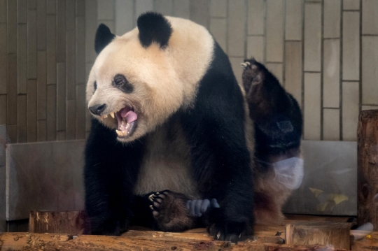 Jepang Pulangkan Panda Raksasa ke China, Ribuan Penggemar Ucap Salam Perpisahan
