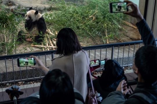 Jepang Pulangkan Panda Raksasa ke China, Ribuan Penggemar Ucap Salam Perpisahan