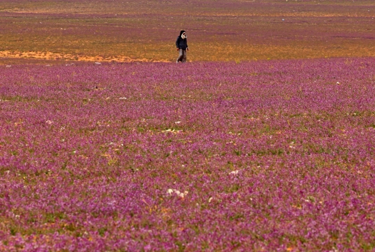 Warga Arab Saudi Gempar Lihat Gurun Pasir Ditumbuhi Bunga Lavender