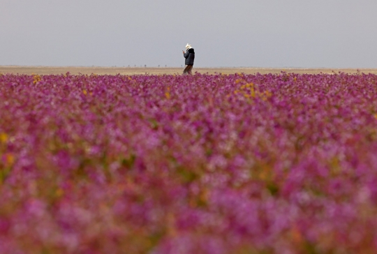 Warga Arab Saudi Gempar Lihat Gurun Pasir Ditumbuhi Bunga Lavender