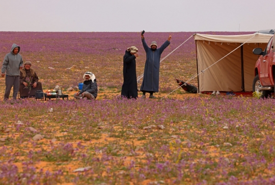 Warga Arab Saudi Gempar Lihat Gurun Pasir Ditumbuhi Bunga Lavender