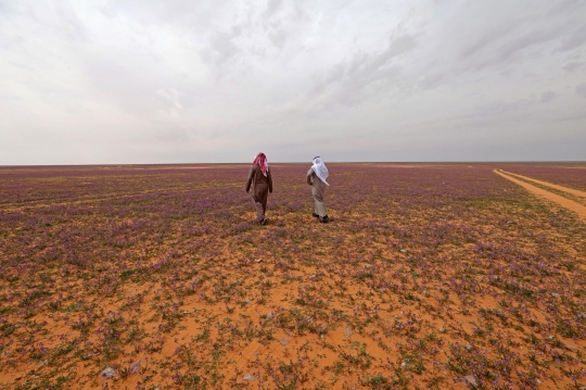 Warga Arab Saudi Gempar Lihat Gurun Pasir Ditumbuhi Bunga Lavender