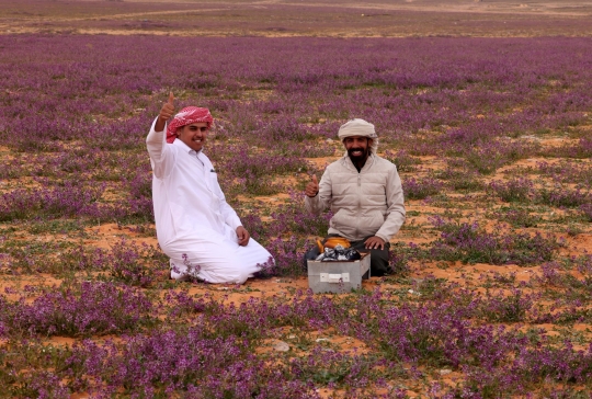 Warga Arab Saudi Gempar Lihat Gurun Pasir Ditumbuhi Bunga Lavender