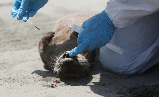 Wabah Flu Burung, Ratusan Burung dan Mamalia Laut Mati Terdampar di Pantai Peru