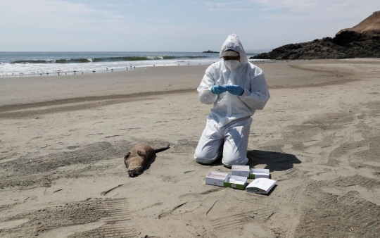 Wabah Flu Burung, Ratusan Burung dan Mamalia Laut Mati Terdampar di Pantai Peru