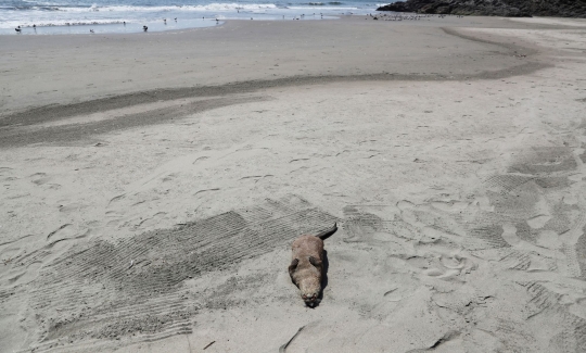 Wabah Flu Burung, Ratusan Burung dan Mamalia Laut Mati Terdampar di Pantai Peru