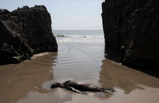 Wabah Flu Burung, Ratusan Burung dan Mamalia Laut Mati Terdampar di Pantai Peru