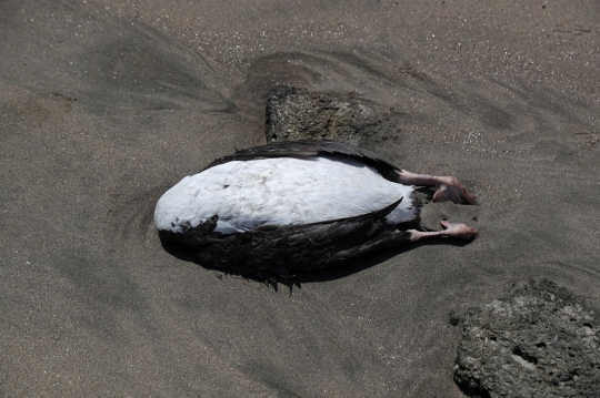 Wabah Flu Burung, Ratusan Burung dan Mamalia Laut Mati Terdampar di Pantai Peru