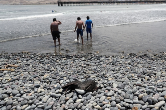 Wabah Flu Burung, Ratusan Burung dan Mamalia Laut Mati Terdampar di Pantai Peru