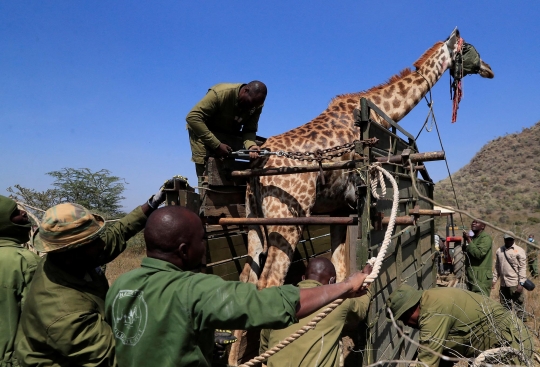 Terancam Manusia, Jerapah-Jerapah Kenya Dipindahkan dari Alam Bebas ke Konservasi
