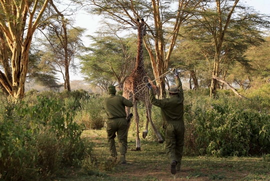 Terancam Manusia, Jerapah-Jerapah Kenya Dipindahkan dari Alam Bebas ke Konservasi