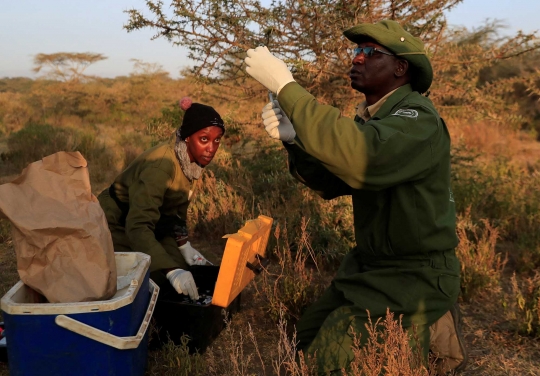 Terancam Manusia, Jerapah-Jerapah Kenya Dipindahkan dari Alam Bebas ke Konservasi