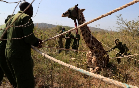 Terancam Manusia, Jerapah-Jerapah Kenya Dipindahkan dari Alam Bebas ke Konservasi