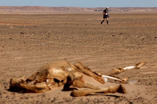 Ganasnya Sahara Marathon 2023, Peserta Kehausan Lintasi Gurun Ekstrem di Aljazair