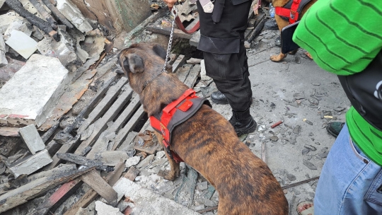 Aksi Anjing Pelacak K9 Cari Korban Kebakaran Depo Pertamina Plumpang