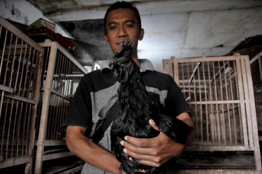 Melestarikan Si Hitam Cemani