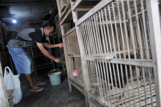 Melestarikan Si Hitam Cemani