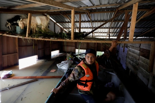 Relawan Ini Tanpa Lelah Selamatkan Hewan Ternak dan Kucing dari Banjir Parah Malaysia