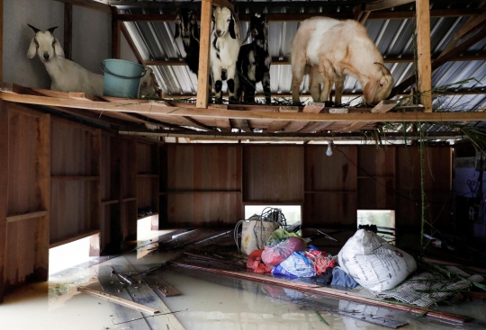 Relawan Ini Tanpa Lelah Selamatkan Hewan Ternak dan Kucing dari Banjir Parah Malaysia