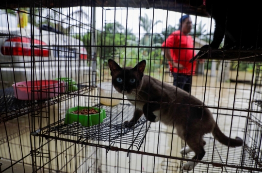 Relawan Ini Tanpa Lelah Selamatkan Hewan Ternak dan Kucing dari Banjir Parah Malaysia