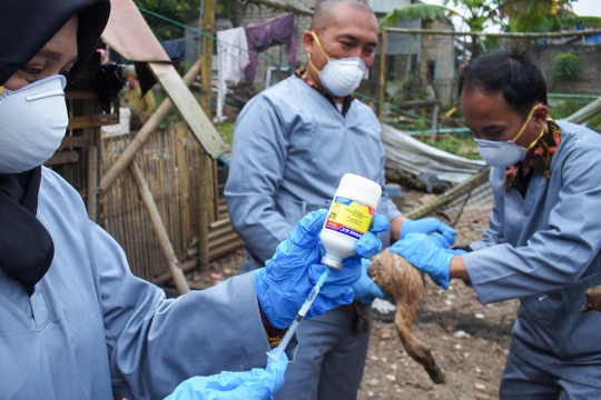 Cegah Penularan Flu Burung, Ratusan Unggas di Cimahi Divaksin