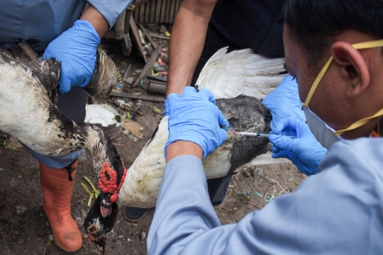 Cegah Penularan Flu Burung, Ratusan Unggas di Cimahi Divaksin