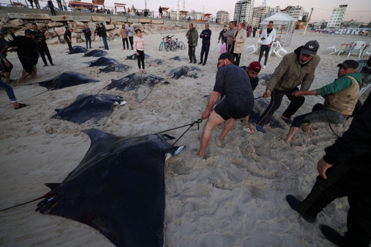 Ikan Pari Manta Terdampar Misterius di Pantai Gaza Jadi Buruan Nelayan