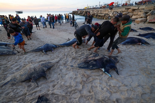 Ikan Pari Manta Terdampar Misterius di Pantai Gaza Jadi Buruan Nelayan