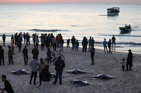 Ikan Pari Manta Terdampar Misterius di Pantai Gaza Jadi Buruan Nelayan