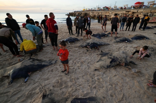 Ikan Pari Manta Terdampar Misterius di Pantai Gaza Jadi Buruan Nelayan