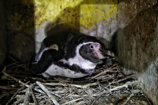 Melihat Perawatan Bayi Penguin di Ocean Dream Samudra Ancol