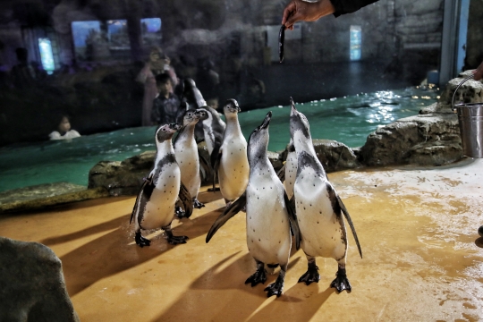 Melihat Perawatan Bayi Penguin di Ocean Dream Samudra Ancol