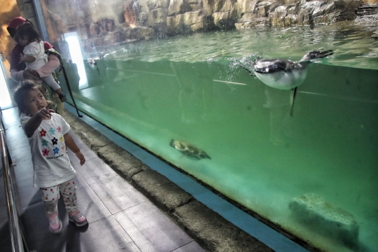 Melihat Perawatan Bayi Penguin di Ocean Dream Samudra Ancol