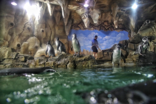 Melihat Perawatan Bayi Penguin di Ocean Dream Samudra Ancol