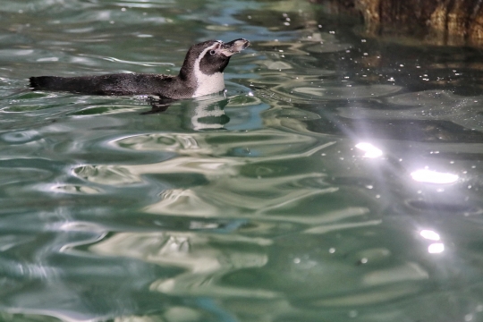 Melihat Perawatan Bayi Penguin di Ocean Dream Samudra Ancol