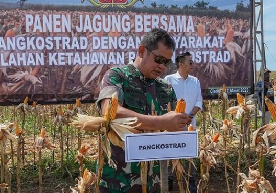 Gagah Berseragam Loreng, Momen Letjen Maruli Simanjuntak Turun ke Sawah Tanam Padi