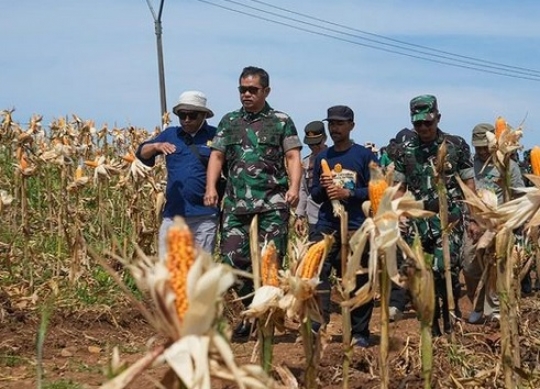 Gagah Berseragam Loreng, Momen Letjen Maruli Simanjuntak Turun ke Sawah Tanam Padi