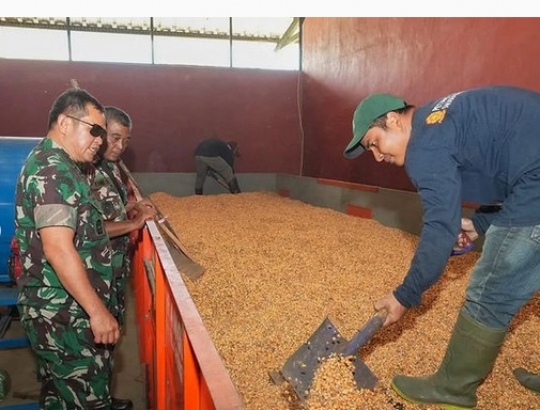 Gagah Berseragam Loreng, Momen Letjen Maruli Simanjuntak Turun ke Sawah Tanam Padi