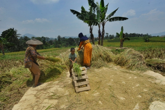 Petani Sambut Gembira Harga Gabah Tinggi