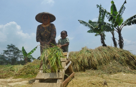 Petani Sambut Gembira Harga Gabah Tinggi