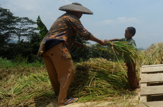 Petani Sambut Gembira Harga Gabah Tinggi