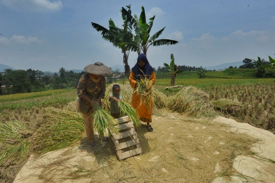 Petani Sambut Gembira Harga Gabah Tinggi