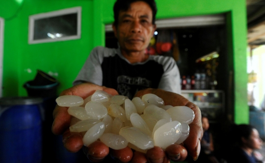 Jelang Ramadan, Warga Mulai Mengolah Buah Atap Jadi Kolang Kaling