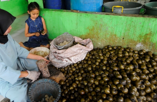 Jelang Ramadan, Warga Mulai Mengolah Buah Atap Jadi Kolang Kaling